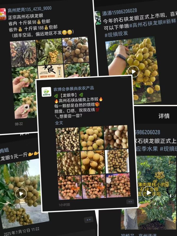 汇盈策略 高州石硖龙眼上市，广东龙眼季开启
